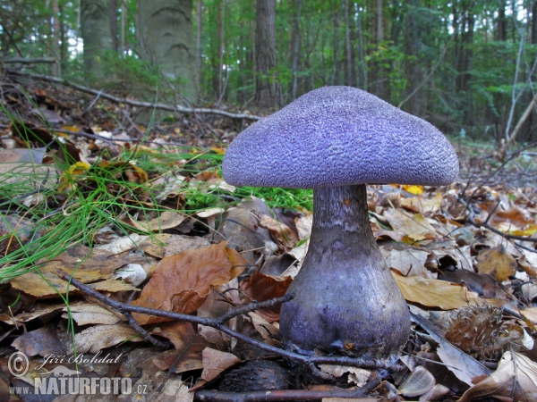 Cortinarius hercynicus