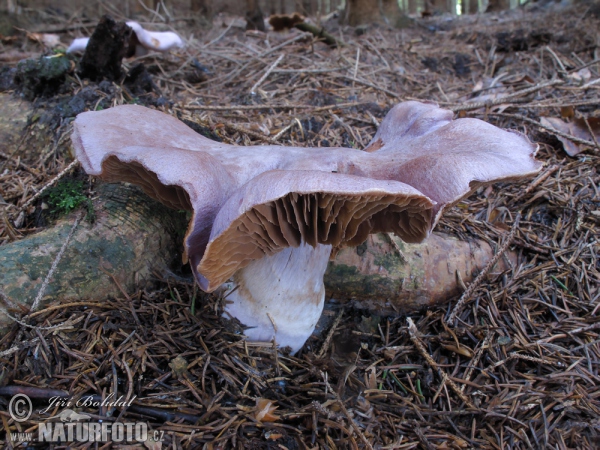 Cortinarius traganus