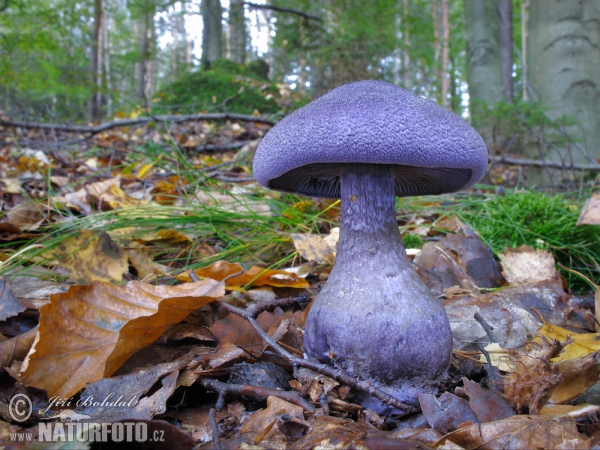 Cortinatius Mushroom (Cortinarius hercynicus)