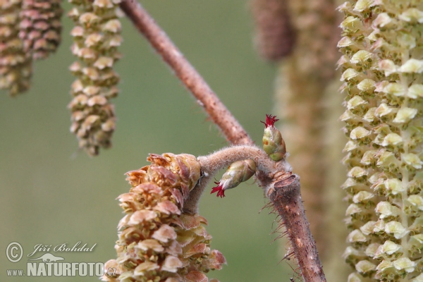 Corylus avellana