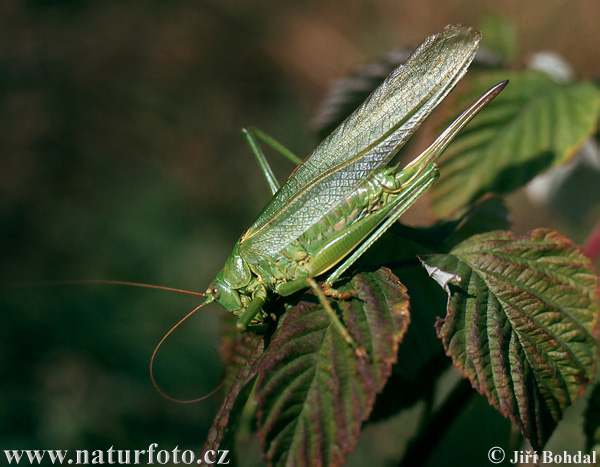 Cosașul verde