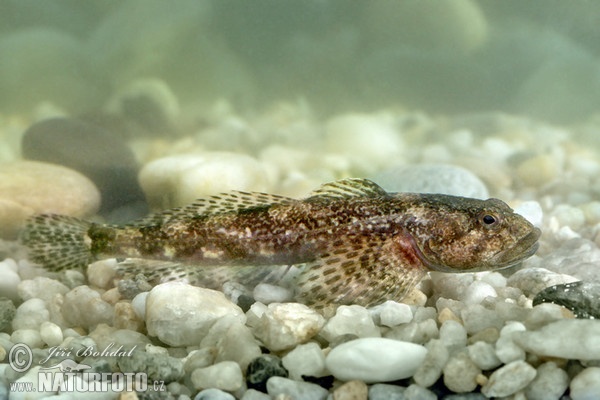 Cottus gobio