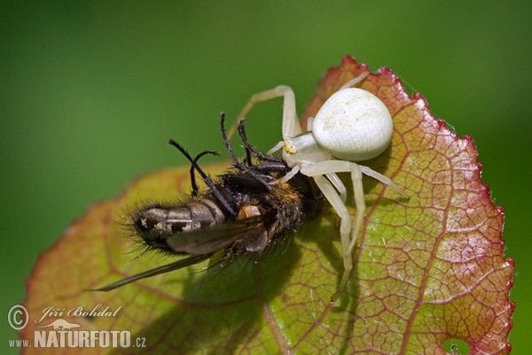 Crab Spider (Misumena vatia)