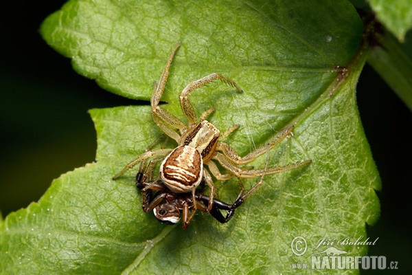 Crab Spider (Xysticus ulmi)