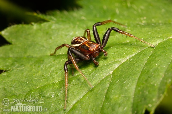 Crab Spider (Xysticus ulmi)