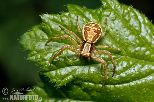 Crab Spider (Xysticus ulmi)