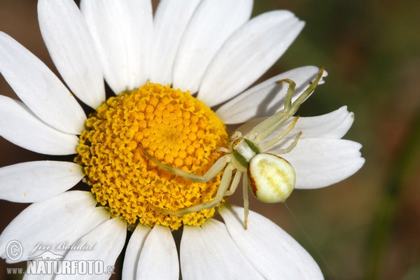 Crab Spider (Misumena vatia)