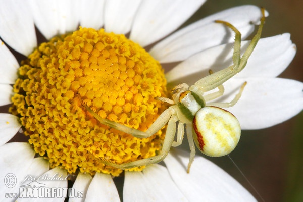 Crab Spider (Misumena vatia)