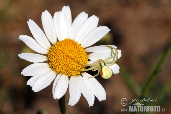 Crab Spider (Misumena vatia)