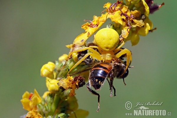 Crab Spider (Misumena vatia)