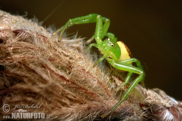 Crab Spider (Diaea dorsata)