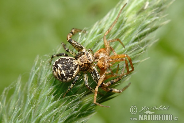 Crab Spider (Xysticus audax)