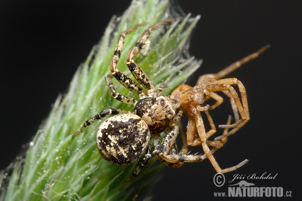 Crab Spider (Xysticus audax)