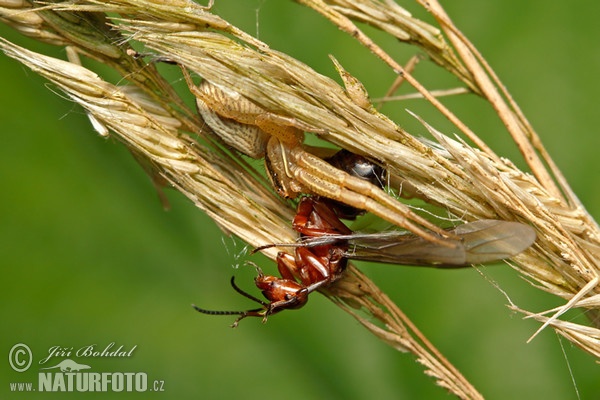 Crab Spider (Xysticus ulmi)