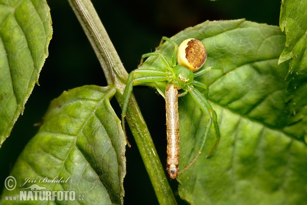 Crab Spider (Diaea dorsata)