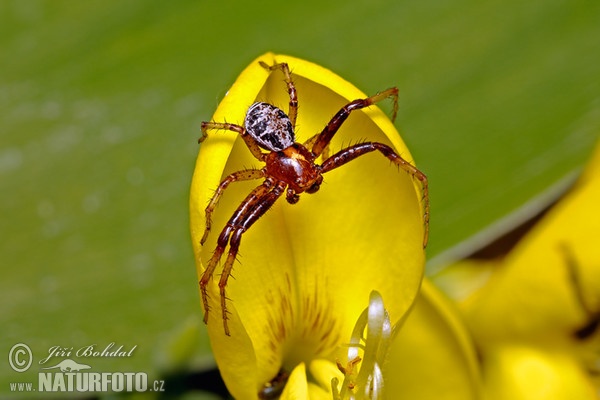 Crab Spider (Xysticus lanio)