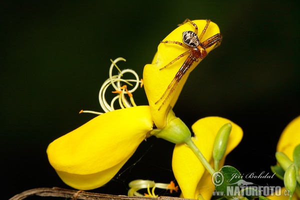 Crab Spider (Xysticus lanio)