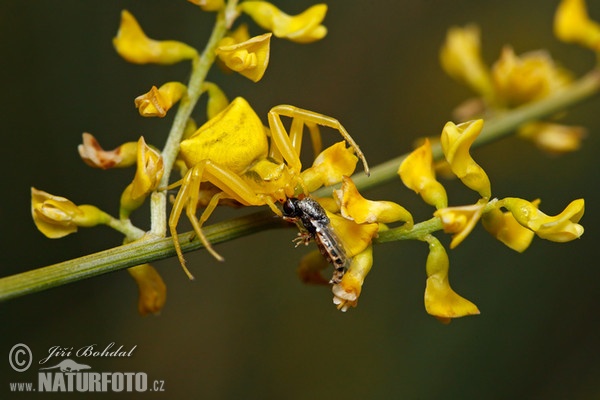 Crab Spider (Thomisus onustus)