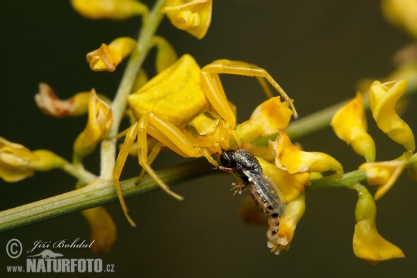 Crab Spider (Thomisus onustus)