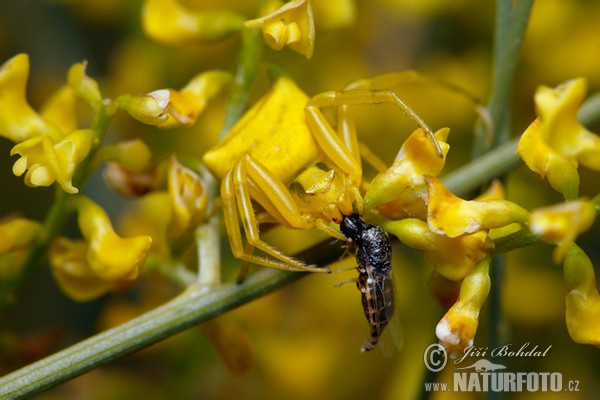 Crab Spider (Thomisus onustus)