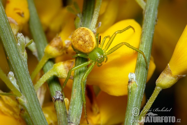 Crab Spider (Diaea dorsata)