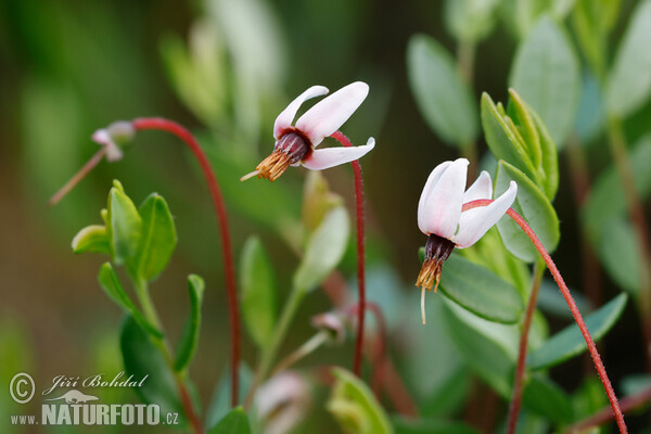 Cranberry (Vaccinium oxycoccos)