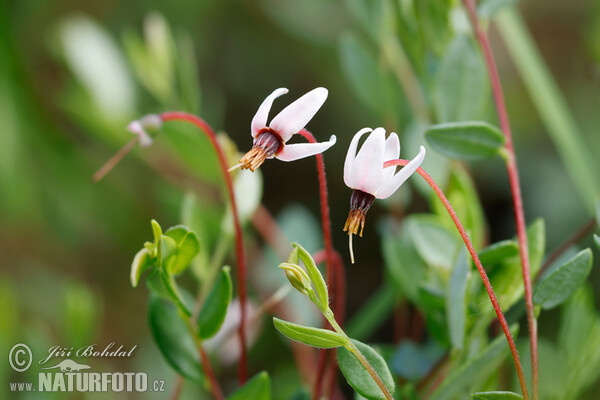 Cranberry (Vaccinium oxycoccos)