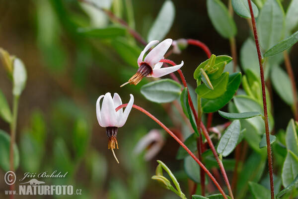 Cranberry (Vaccinium oxycoccos)