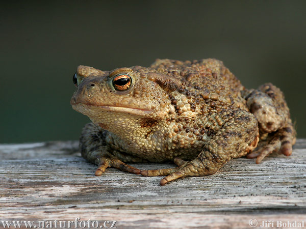 Crapaud commun