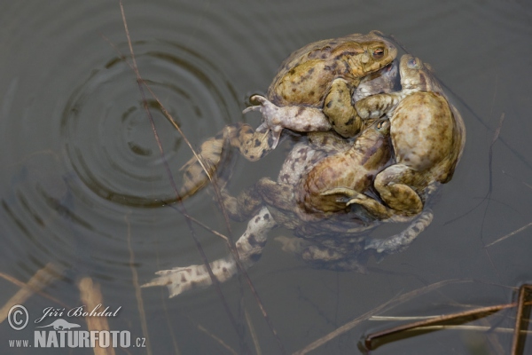 Crapaud commun