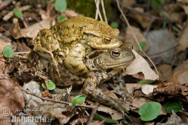 Crapaud commun