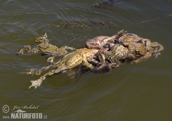 Crapaud commun