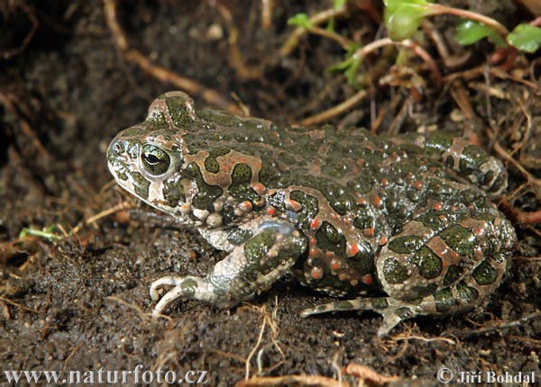 Crapaud vert