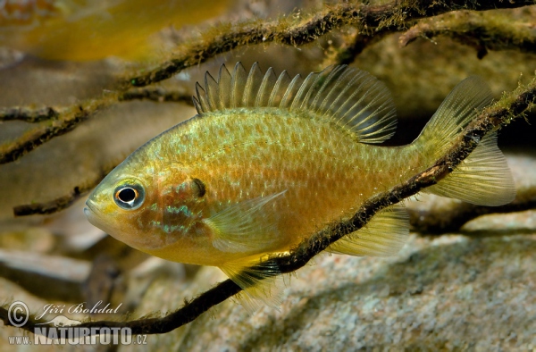 Crappie (Lepomis gibbosus)