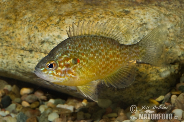 Crappie (Lepomis gibbosus)