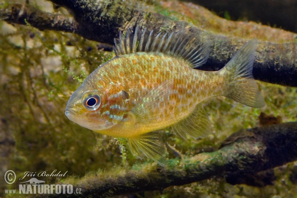 Crappie (Lepomis gibbosus)