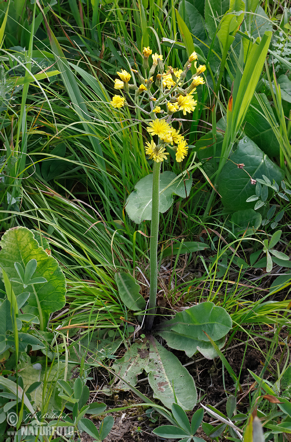 Crepis praemorsa
