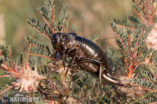 Cricket (Bradyporus dasypus)