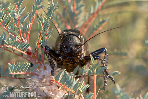 Cricket (Bradyporus dasypus)