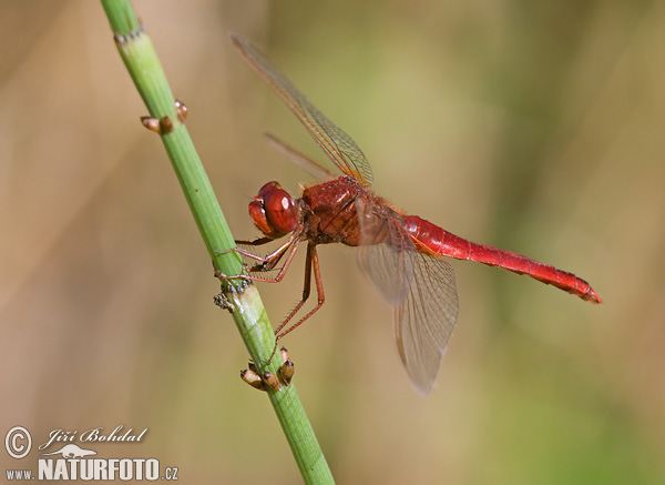 Crocothemis erythraea