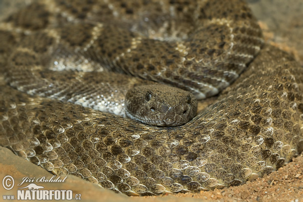 Crotalus atrox