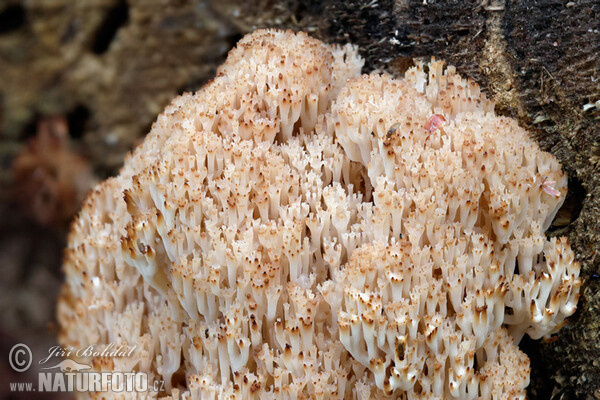 Crown Coral Mushroom (Artomyces pyxidatus)