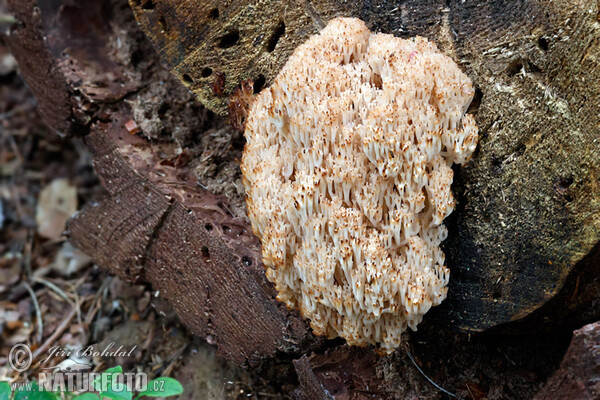 Crown Coral Mushroom (Artomyces pyxidatus)
