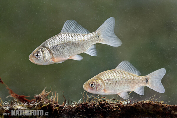 Crucian Carp (Carassius carassius)