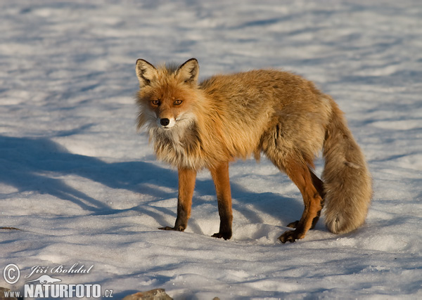 Crvena lisica