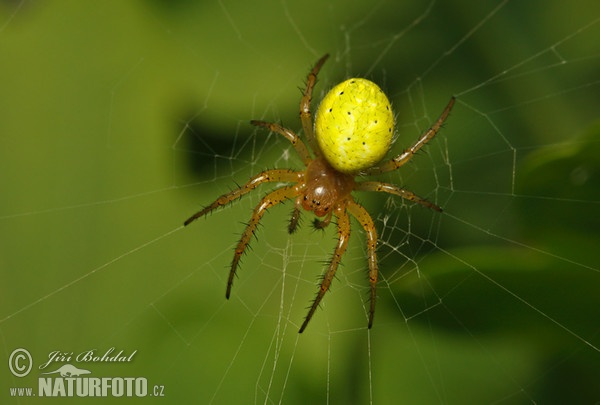 Cucumber Green Spider (Araniella cucurbitina)