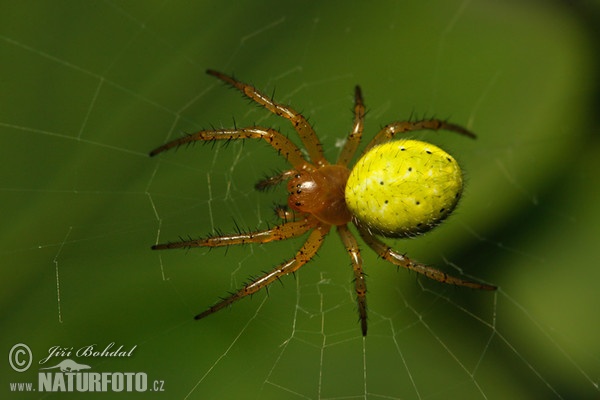 Cucumber Green Spider (Araniella cucurbitina)