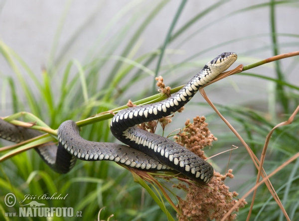 Culebra de collar