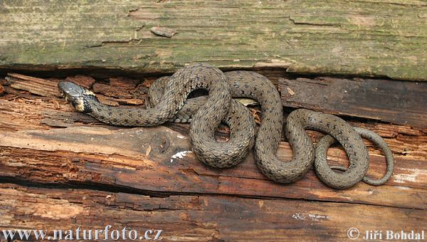 Culebra de collar