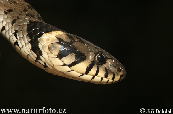 Culebra de collar